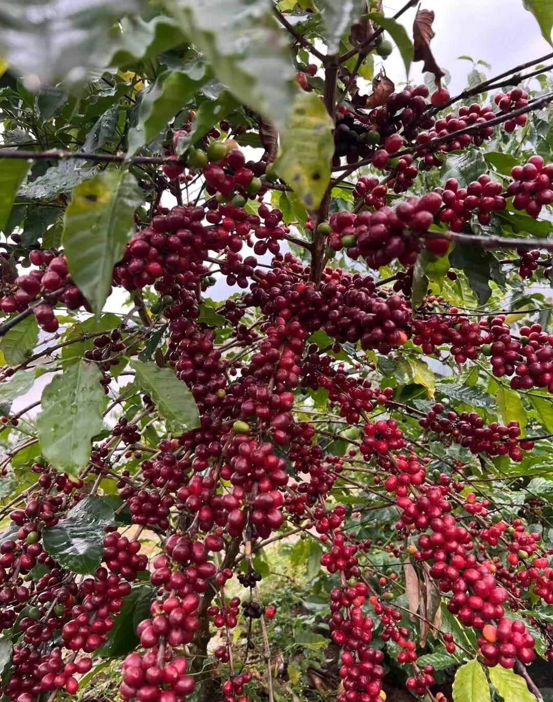 野果子小时候的味道
