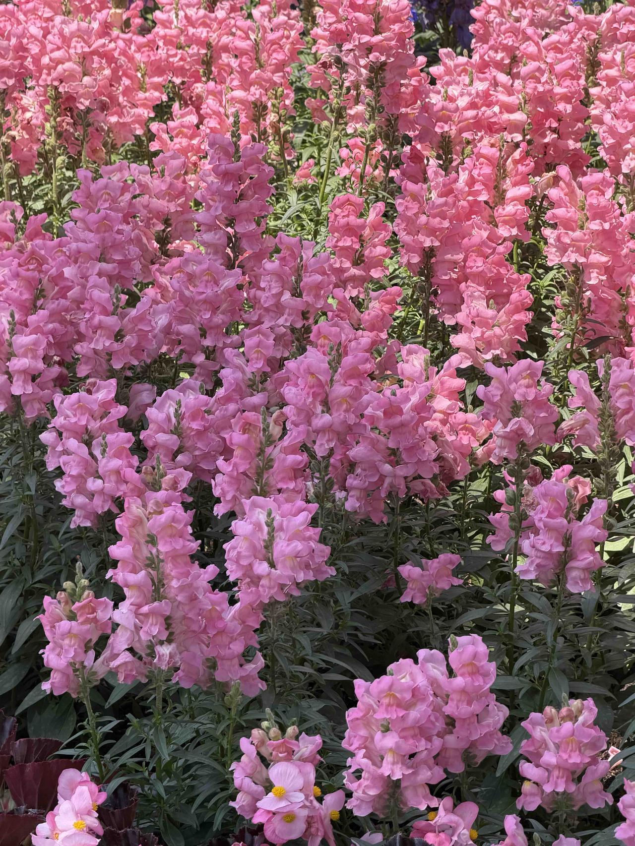 明媚的黄色小花，点缀在绿色的草地上，宛如春天的希望。🌼🌿月季花 粉紫色小花 