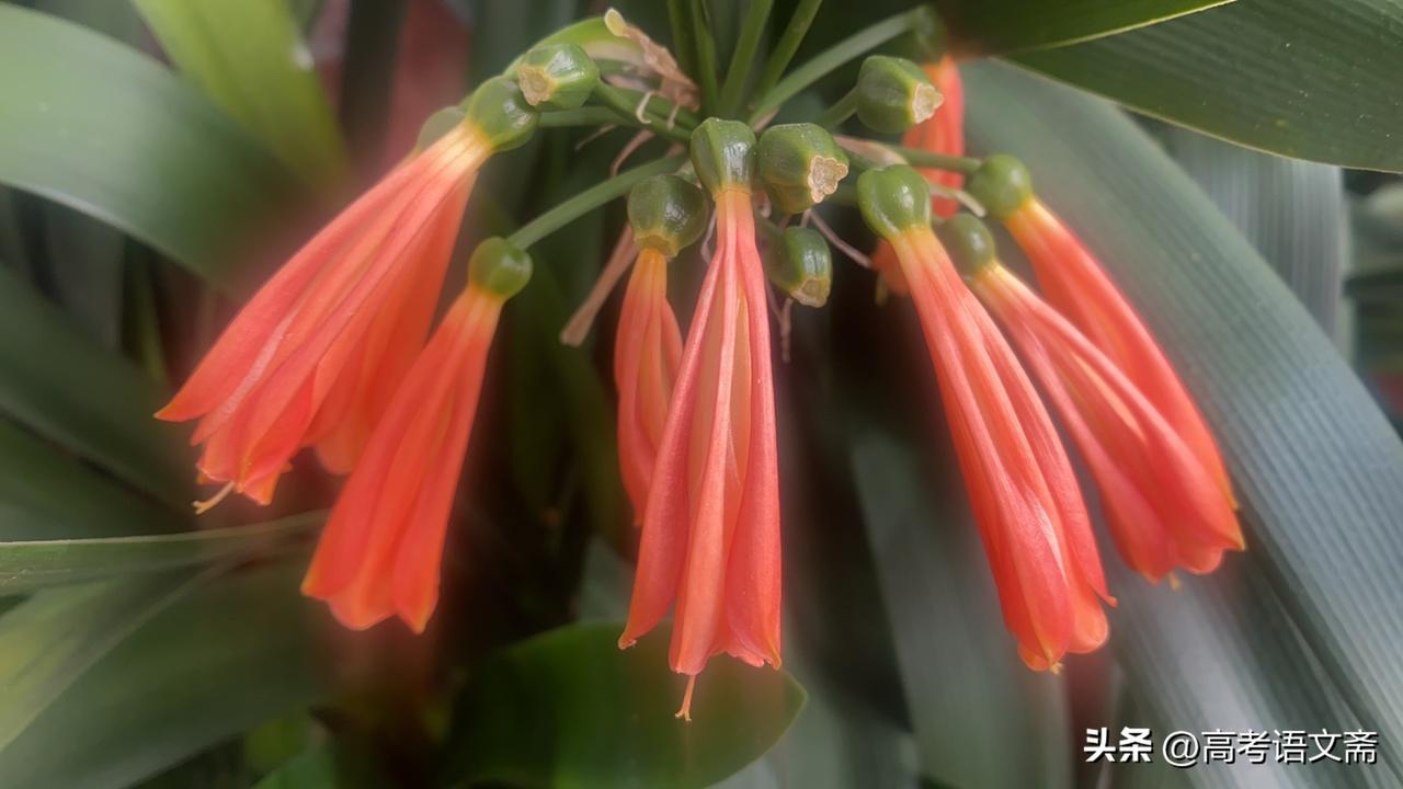 惊艳的橙红色花朵，绽放出热带植物的独特魅力！🌺🌴