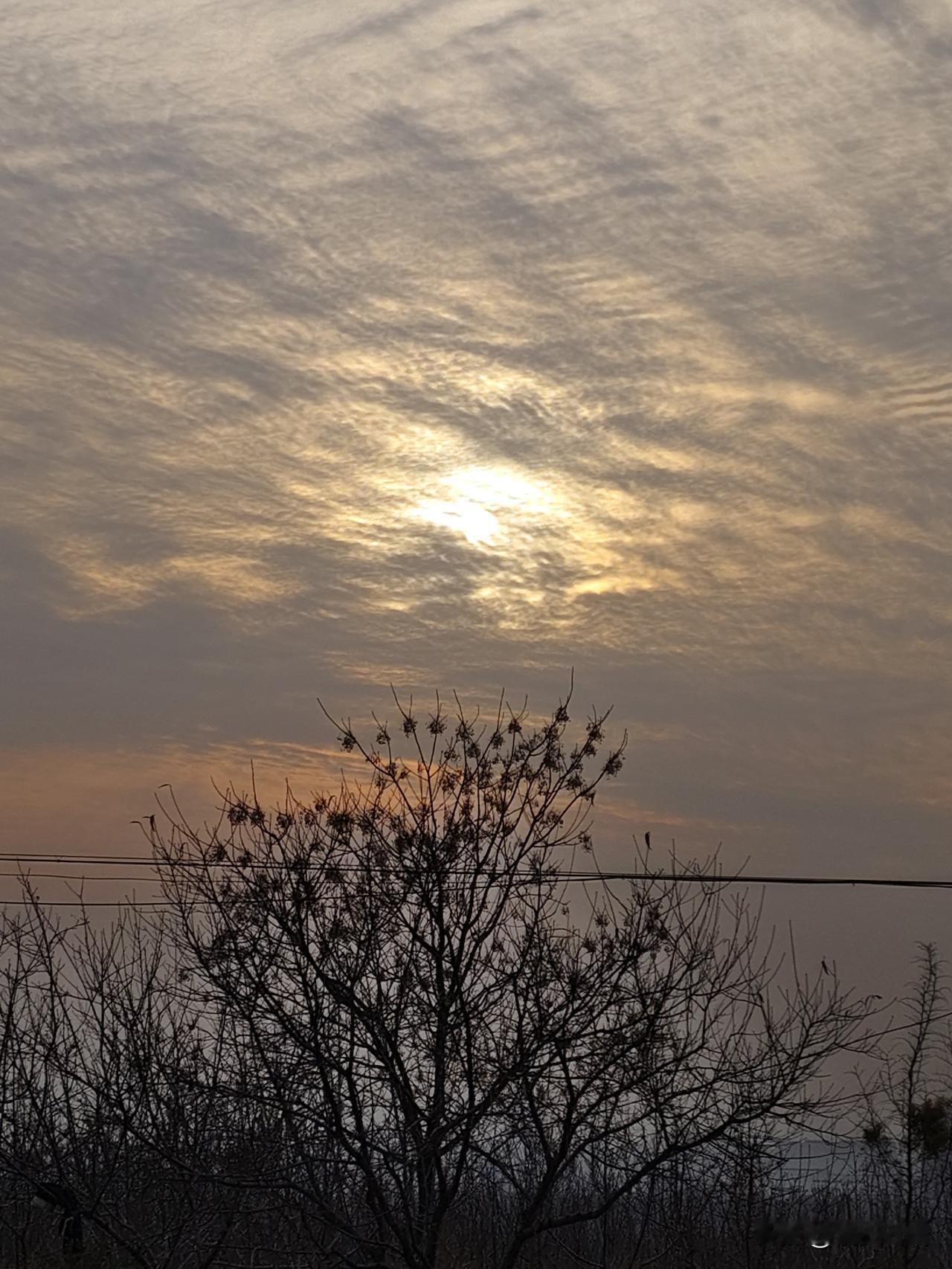 这是冬日落幕前的温柔。
 
枯树的枝桠是季节的笔触，把天空切成细碎的暖。太阳裹在