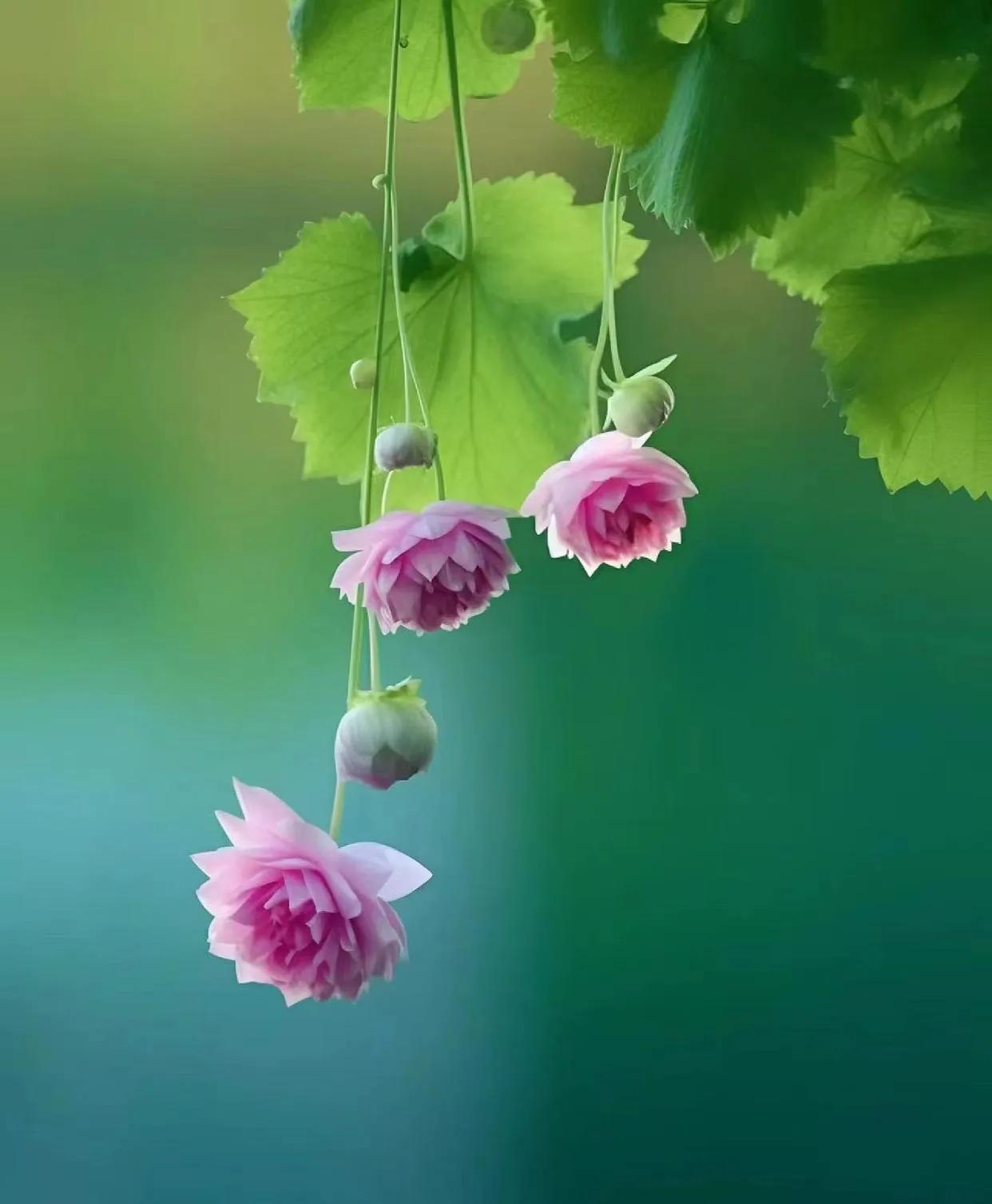 父母走了以后啊，尽量就少跟你的兄弟姐妹来往了。这呢，不是绝情，而是一种最起码的情