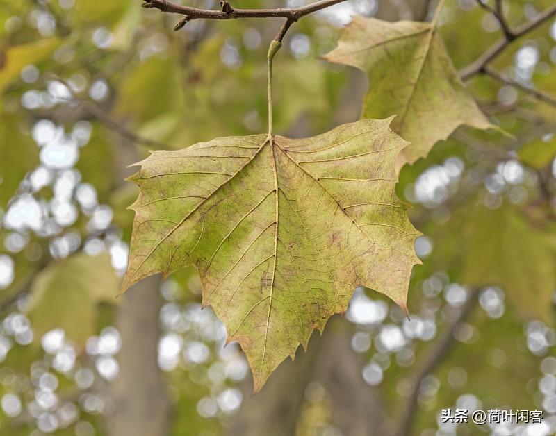 上联:花开花谢花无语;
下联:叶落叶枯叶不言。
友友请留下下联 友友对出上联 友
