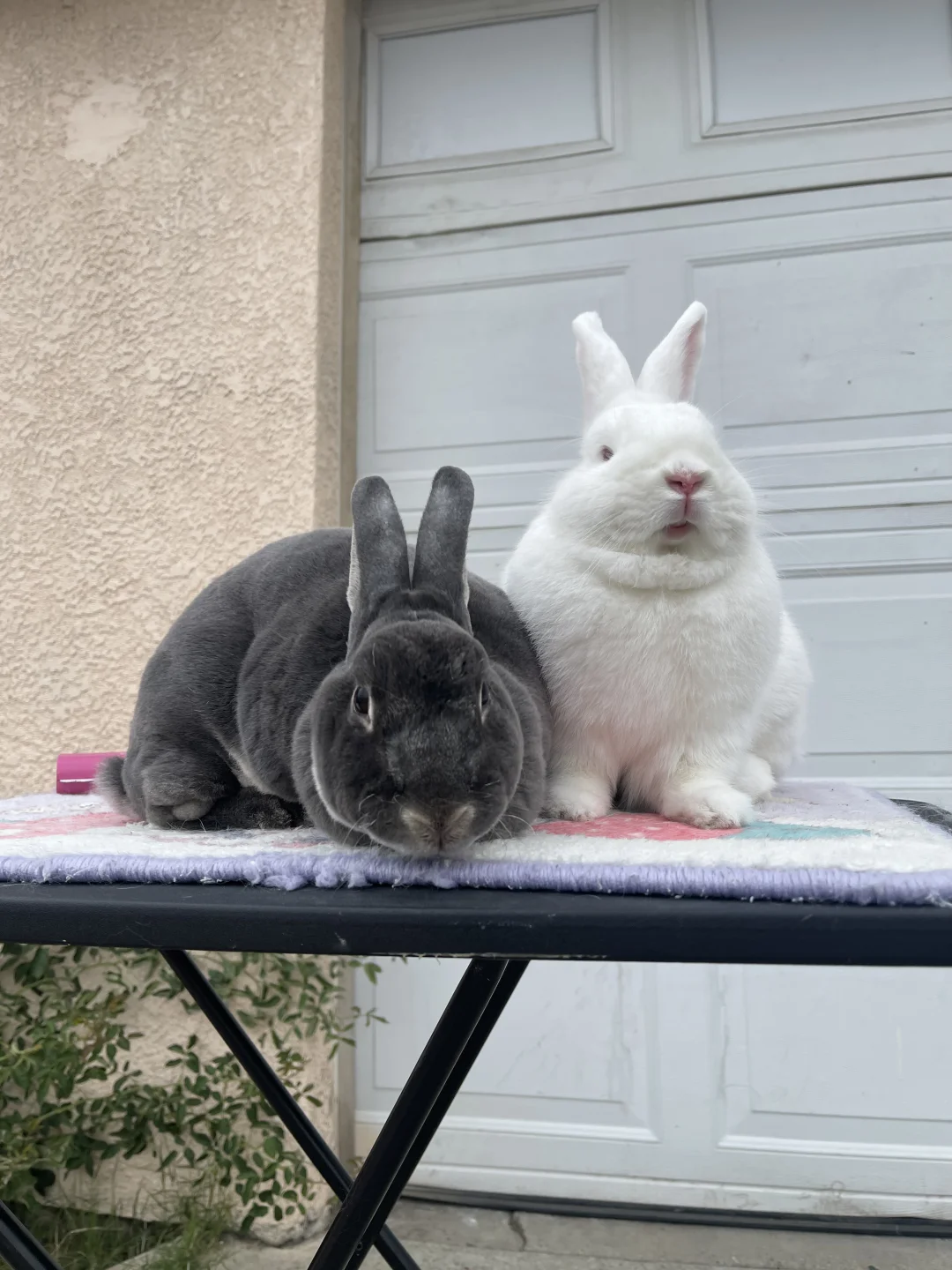 🐰阴天适合梳毛毛