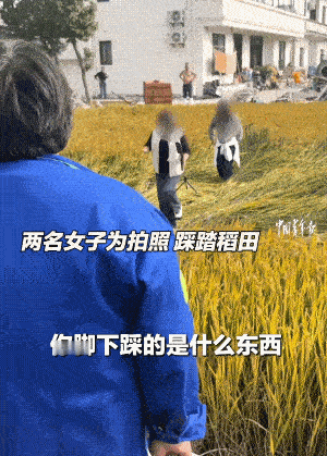 必须严惩！两女子秋游，踩着没收割的水稻，坐在稻田里肆意拍照。

被人发现还满心不