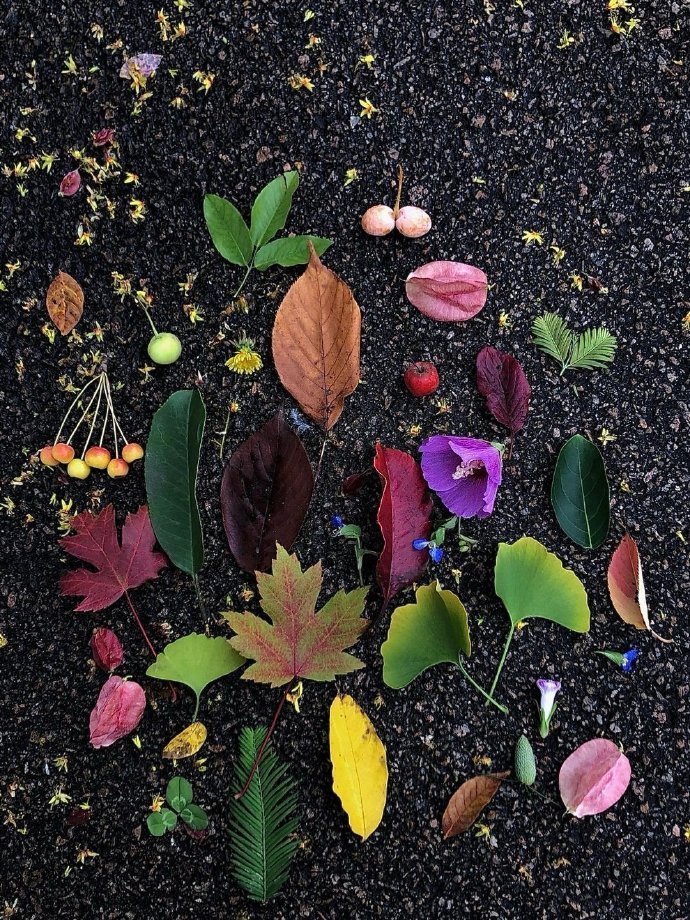 捡秋  🌿🍂 