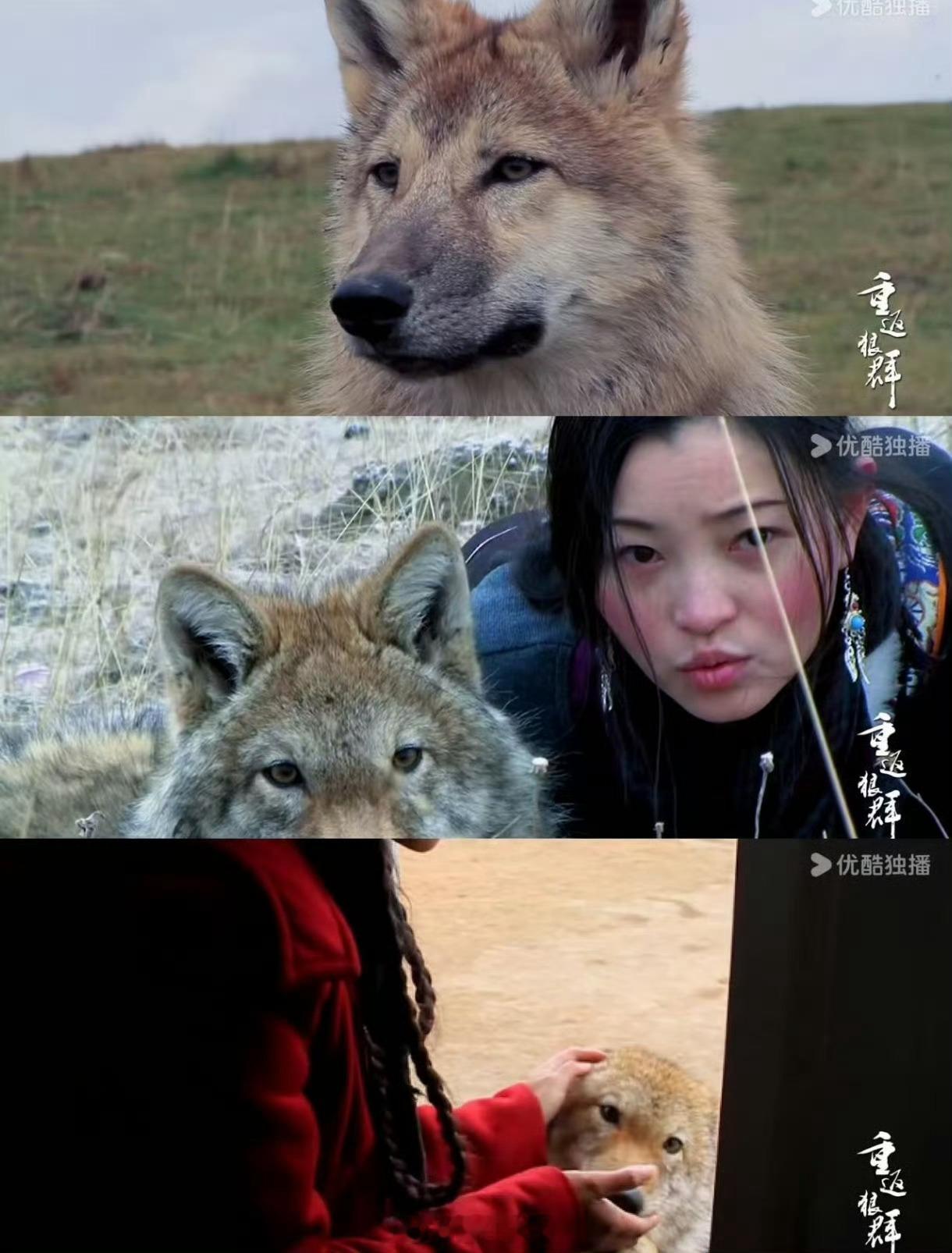 导演回应狼王格林是否安好截至2026年1月，狼王格林的最新消息如下：格林出生于2