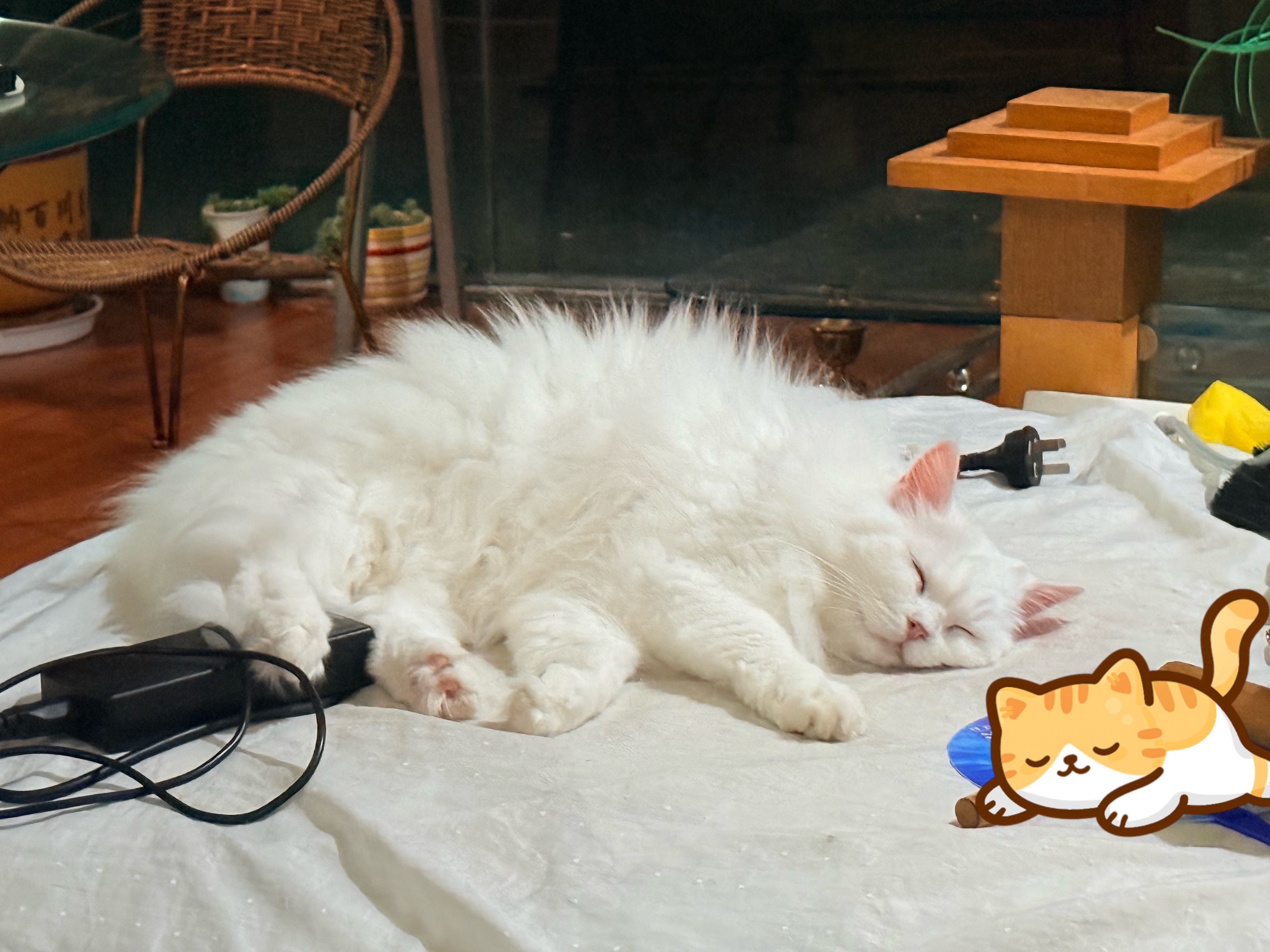 要我说小猫真的可爱吧……！睡得砸吧嘴！笑笑的奇妙物语