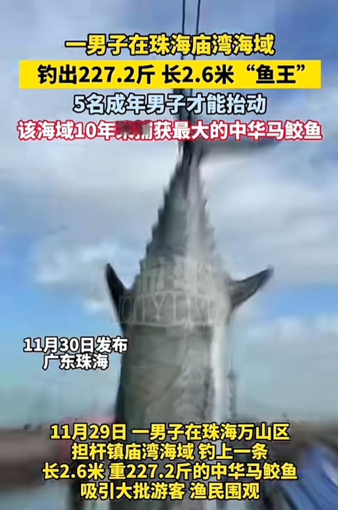 11月29日，珠海万山区担杆镇庙湾海域可热闹了！一男子钓上条长2.6米、重227