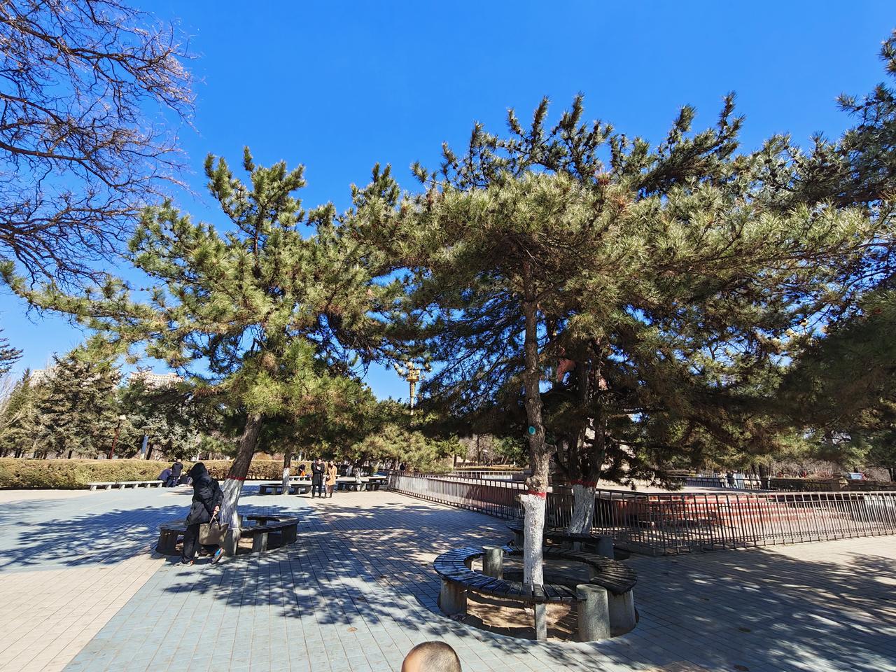 公园里的油松配上这个蓝蓝的天空，真的太美了。公园