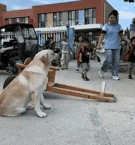 放学后，小女孩奔向校门口。
自家的狗狗早已把小拉车拖在离校门最近的一角，狗狗乖乖