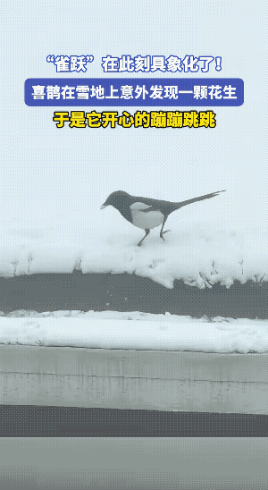 对喜鹊来说，快乐就是这么简单。
嘴噙着花生，居然高兴得还垫起步，信不！那是相当开