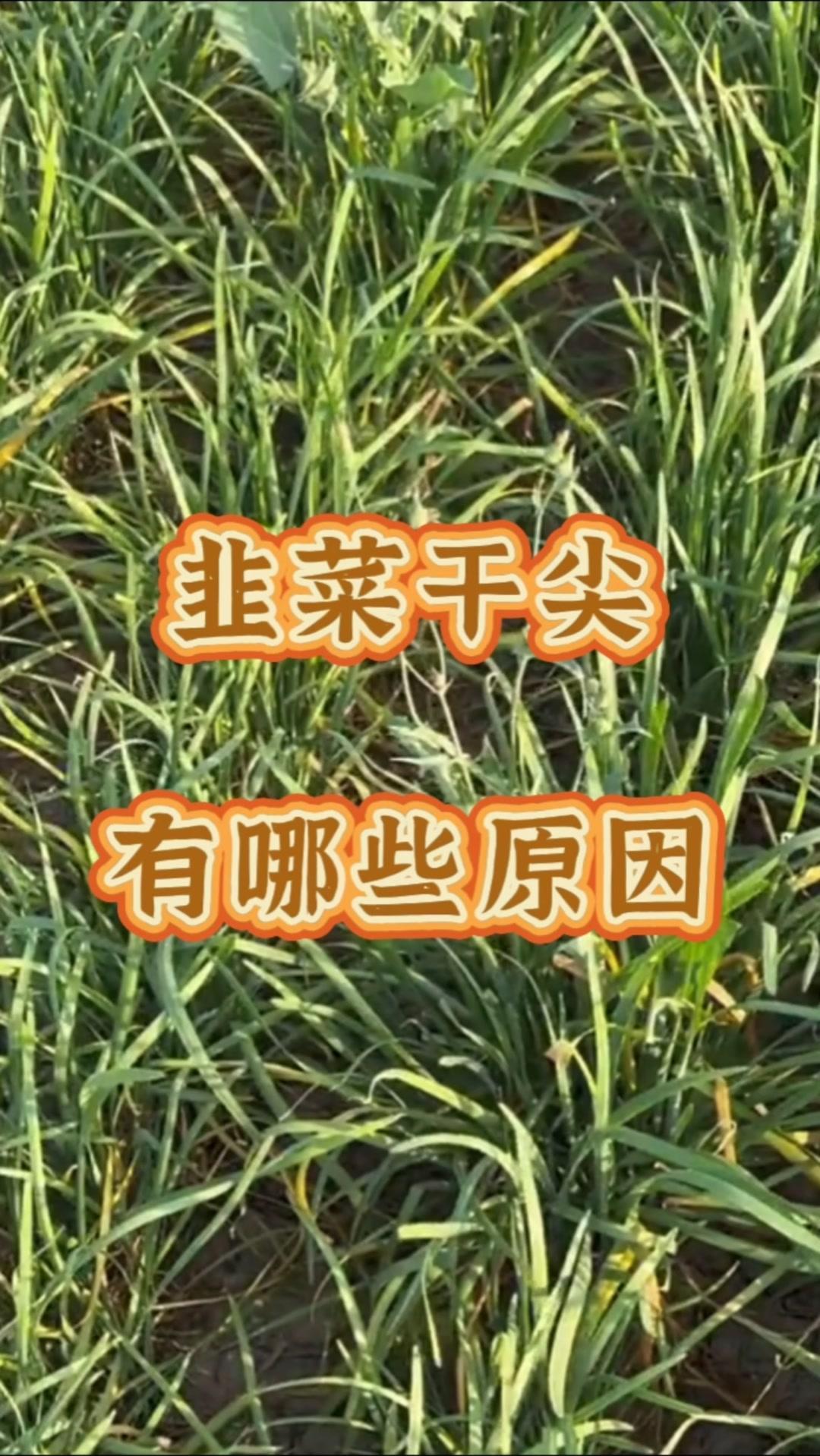韭菜干茎可能由环境因素、病虫害或管理不当引起。

1️⃣环境方面
注意温度、湿度