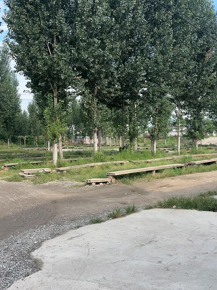 今天天气不错，早饭后陪小宝贝在树林里溜达溜达，呼吸一下新鲜空气！