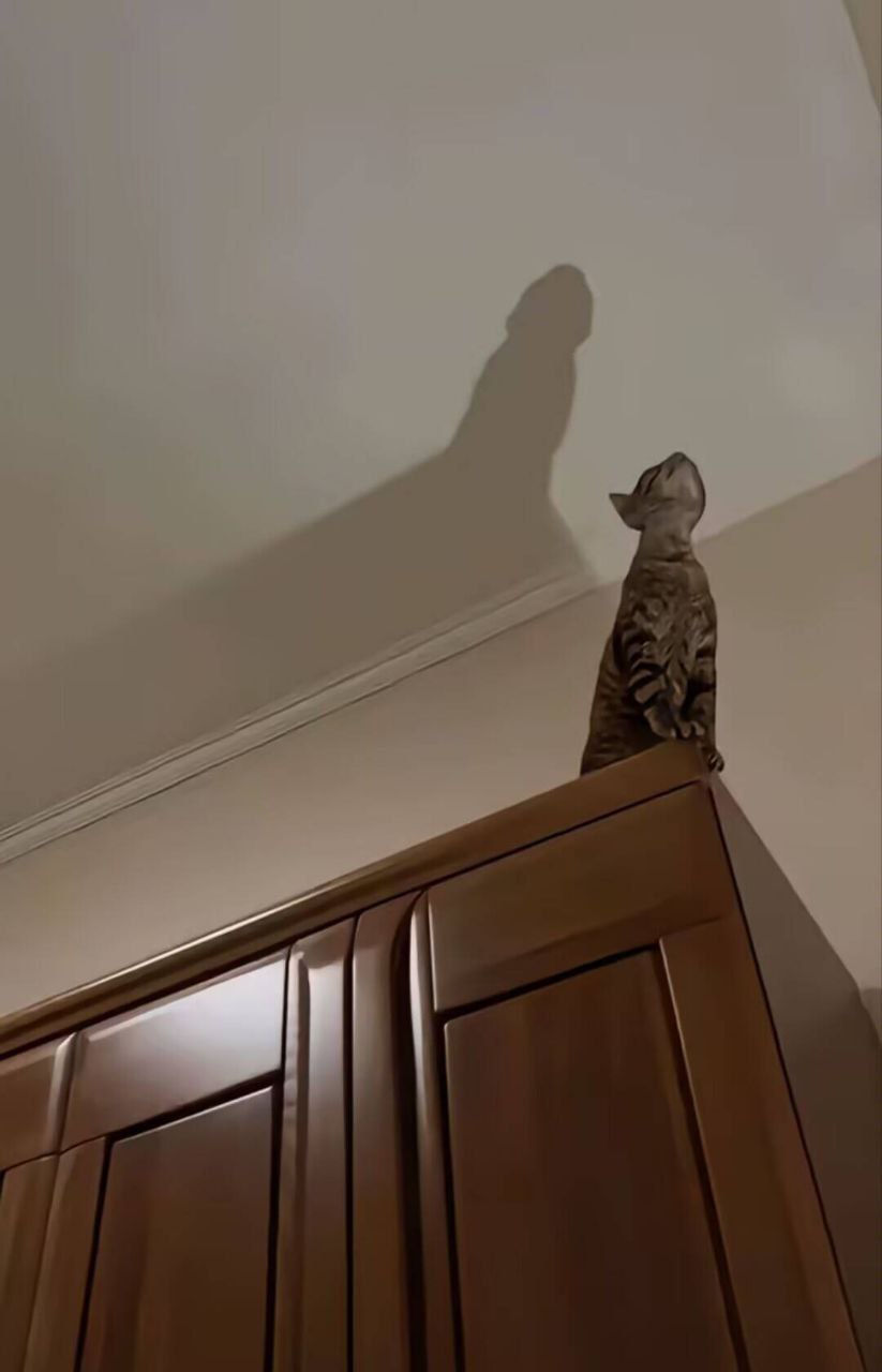 哇 大吊猫 ​​​