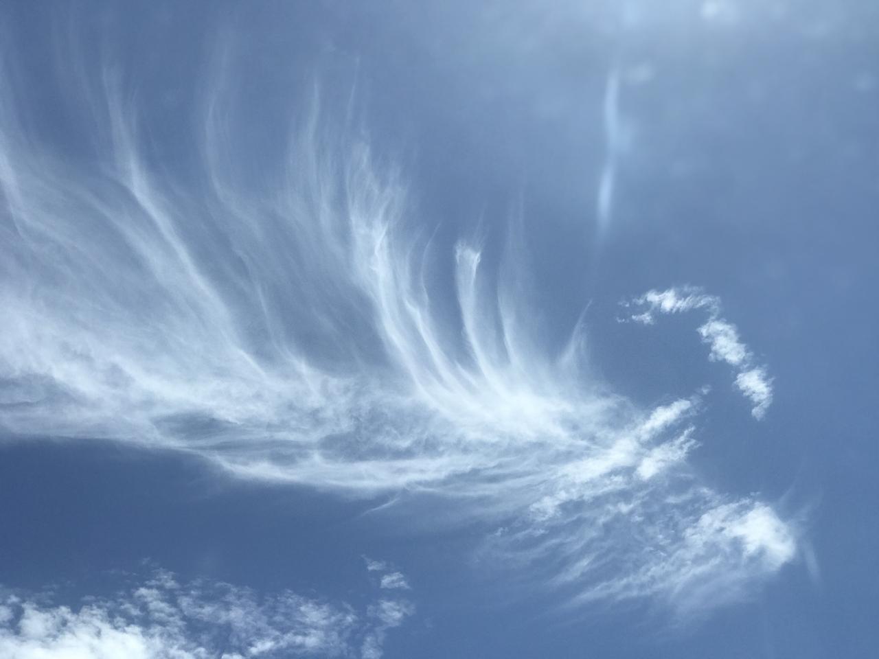 分享你相册里随手拍的天空天津滨海新区的白云像一片羽毛遨游在蓝天中，实在是太美了，