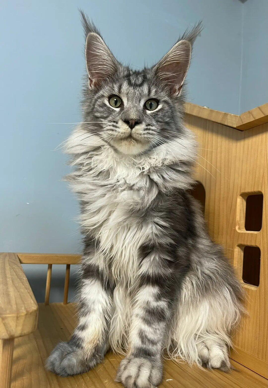 缅因｜银虎斑缅因弟弟