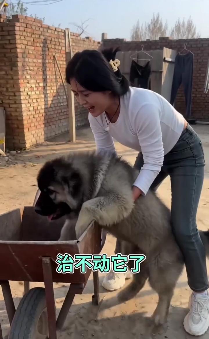 治不动它了。