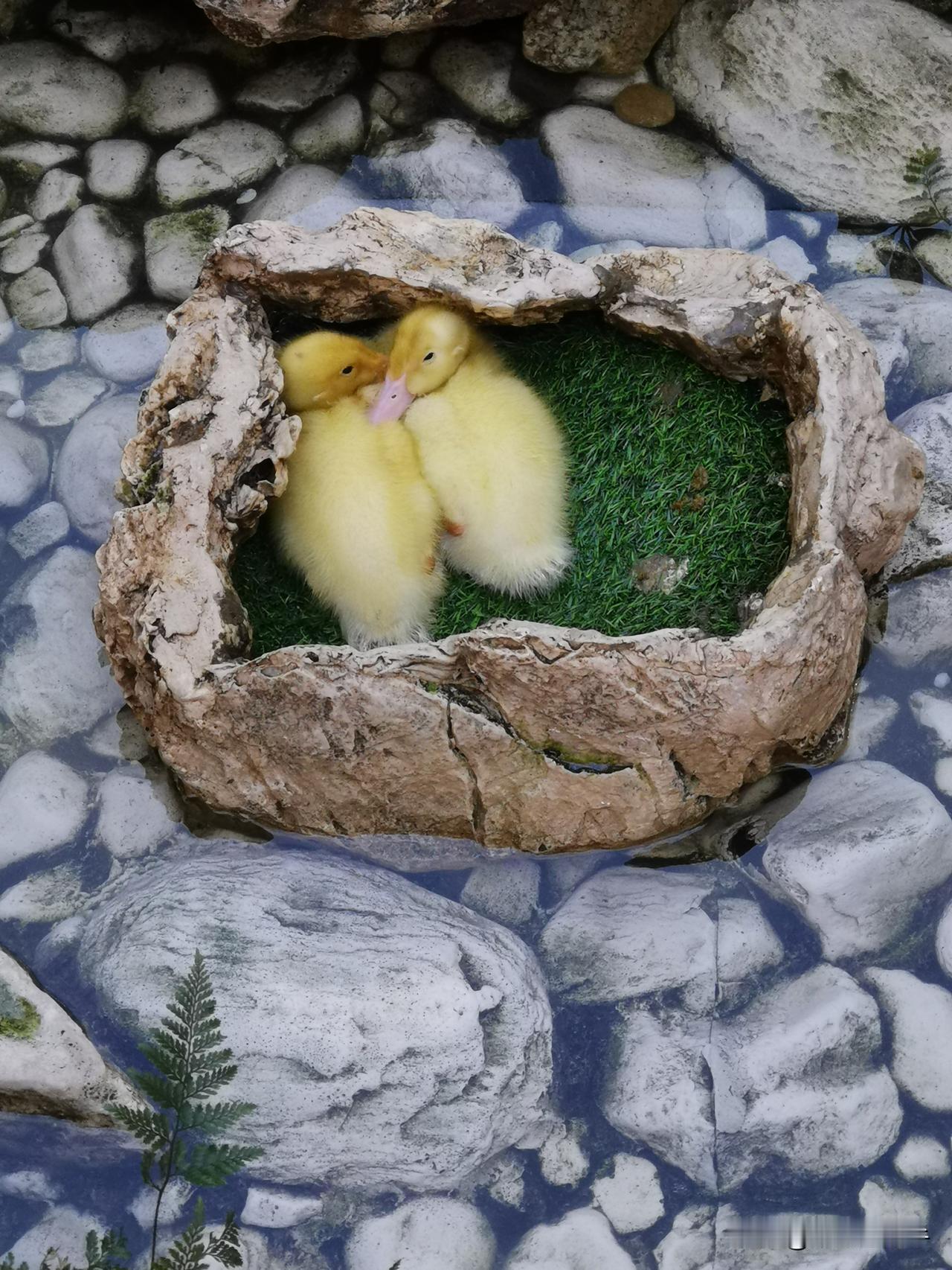西安赛格的小黄鸭、白天鹅还在吗？
宅们还好吗？
还有专人管理吗？
西安赛格TCH