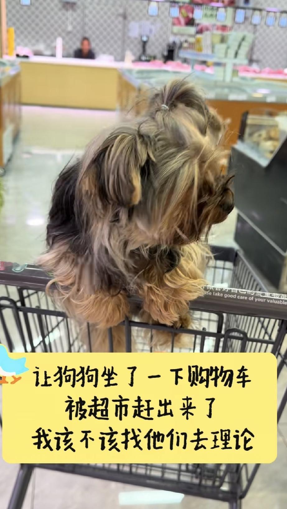 但你再把宠物当作自己的家人，对外人来说，它也是一只动物，它是你的宠物和家人，而不