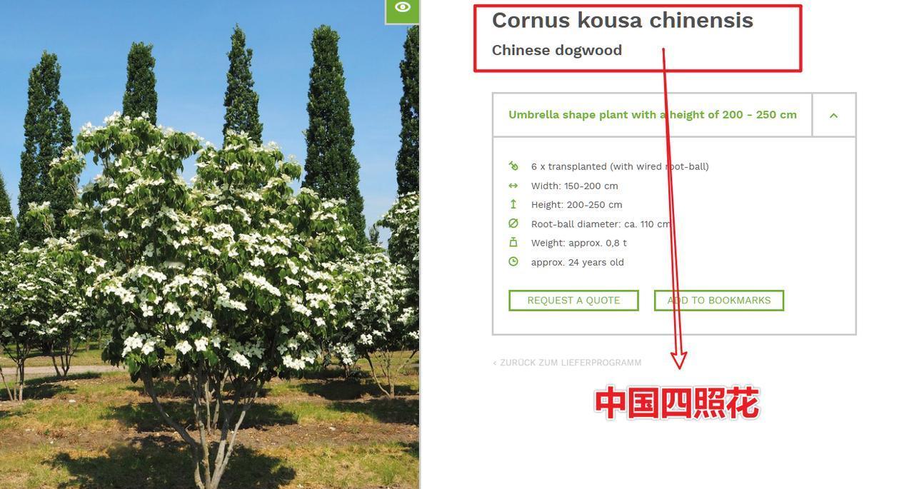 我国本土四照花没人栽培，传到欧洲却火出圈了 ：

绝大部分人都没见过四照花。
