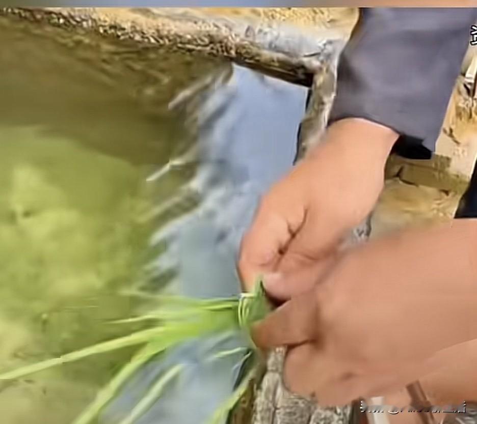 有谁能解释老一辈在野外饮用山泉水前，为什么要将草结投入水中之后才喝?

小时候婆
