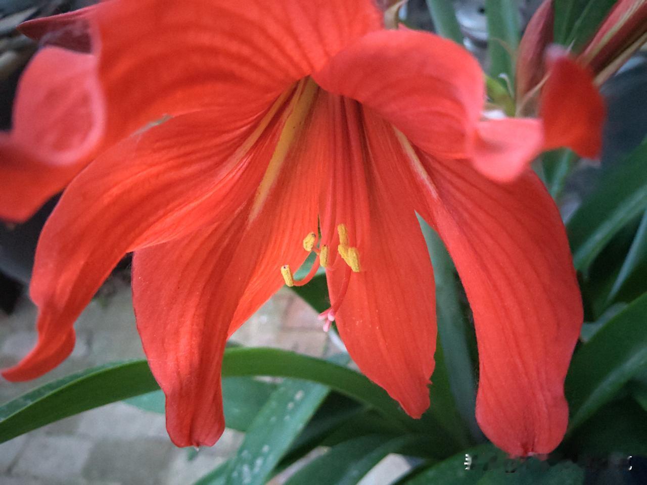 这是什么花？