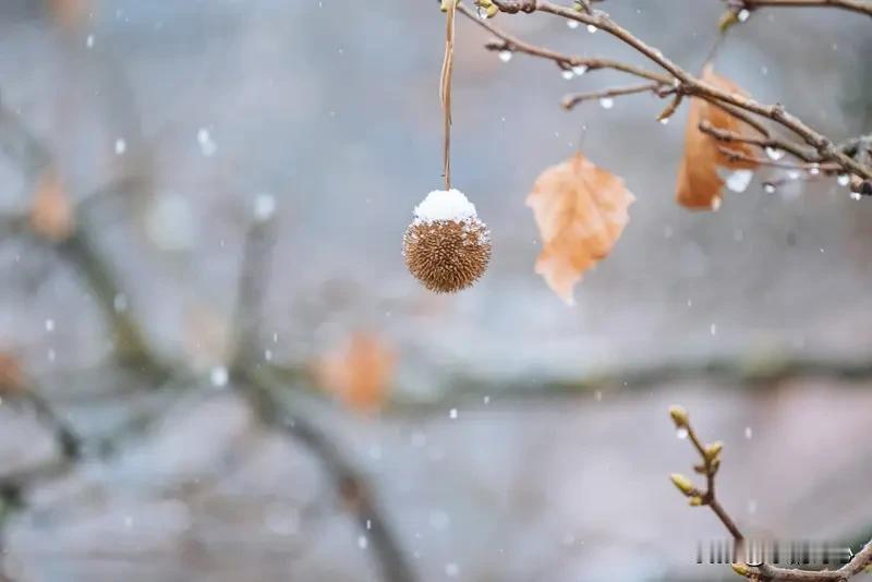 《满庭芳·初三小雪寄情》乐韵诗心原创诗词:
 
时序初冬，初三时令，
悄然小雪飘