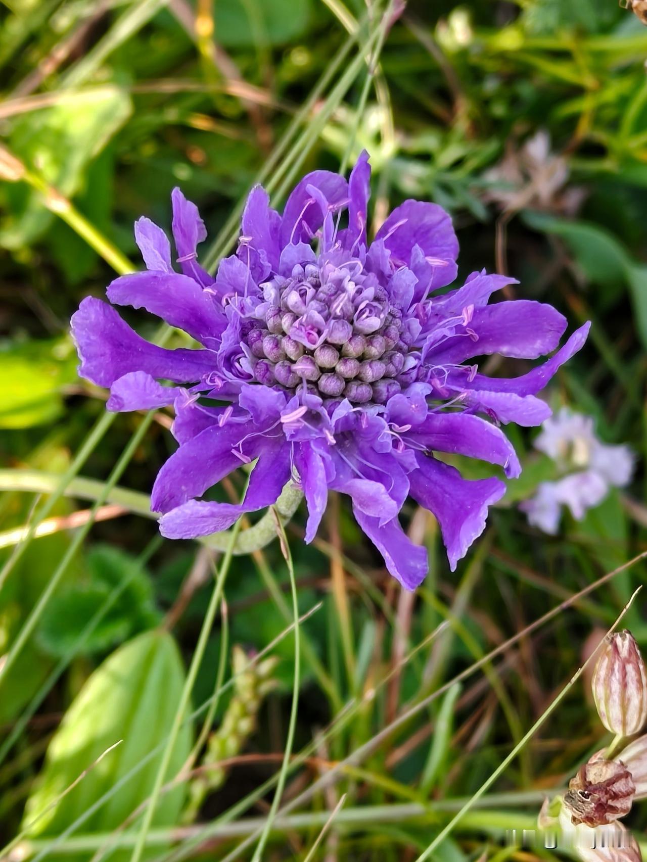 飞鸽蓝盆花，得名于花瓣如鸽颈温润的蓝紫虹彩，团团花序宛如倒扣的浅盆。薄软花瓣层层