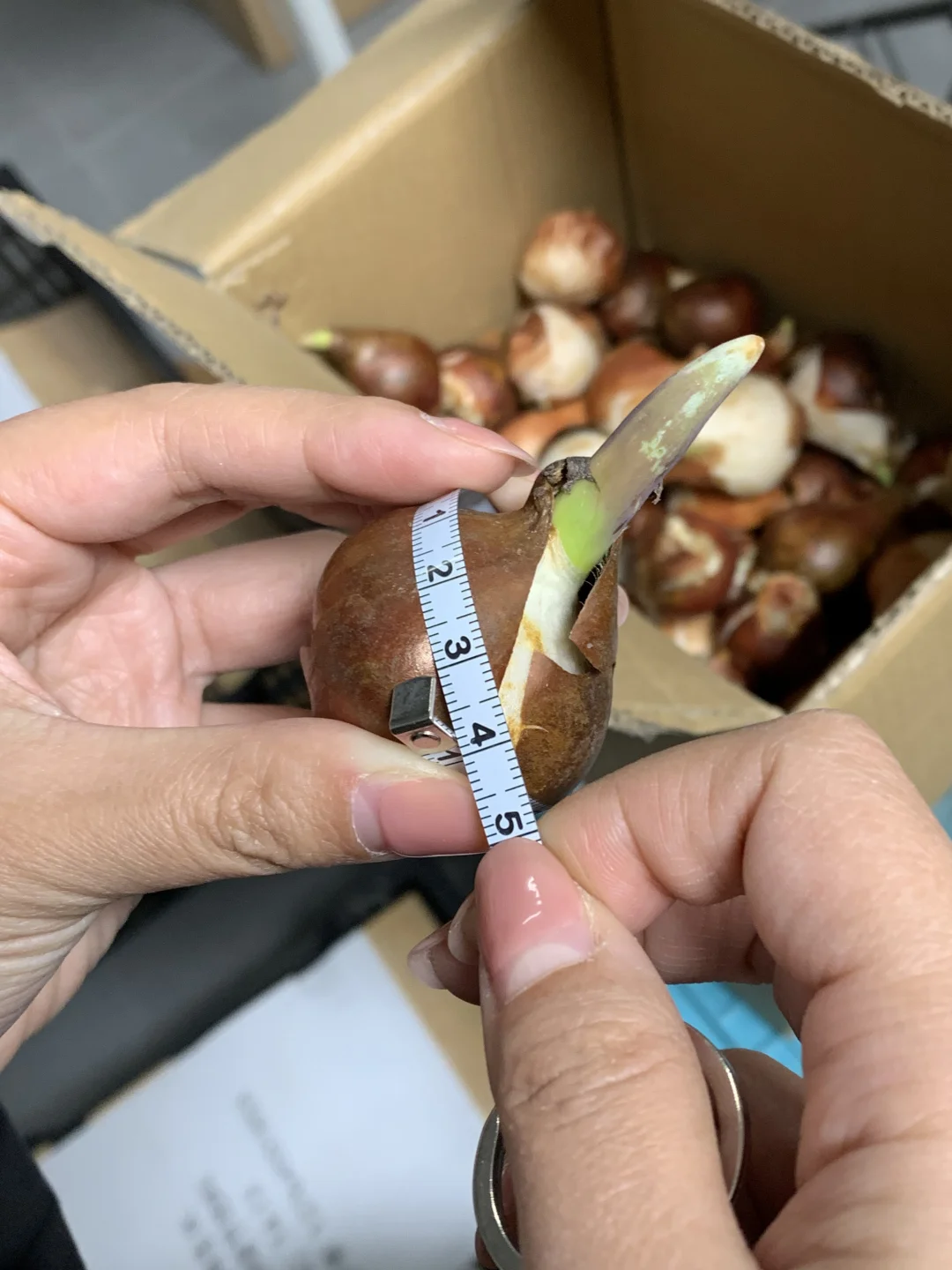 1.5元一颗的郁金香你捡漏了么？