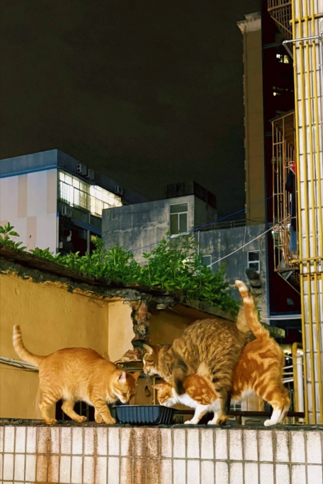 飞鱼骑着她心爱的猫猫车过来吃饭了。 猫 深圳