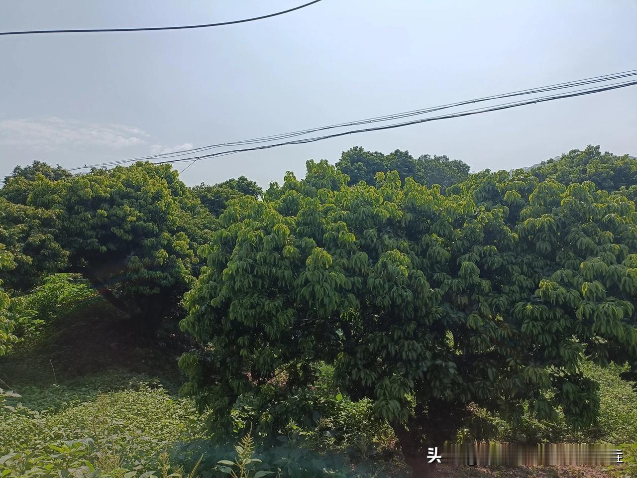 桂平麻垌荔枝，
去年全镇产量六亿，
今年产量够不够六千。。。。#广西那些事#