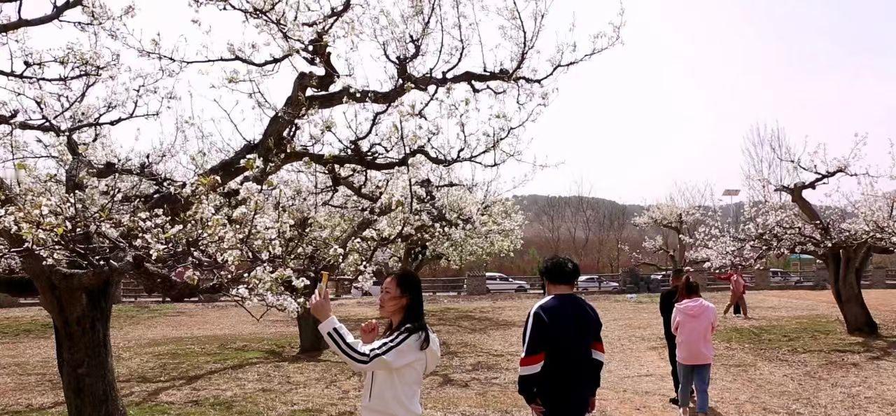 相册里的花花草草