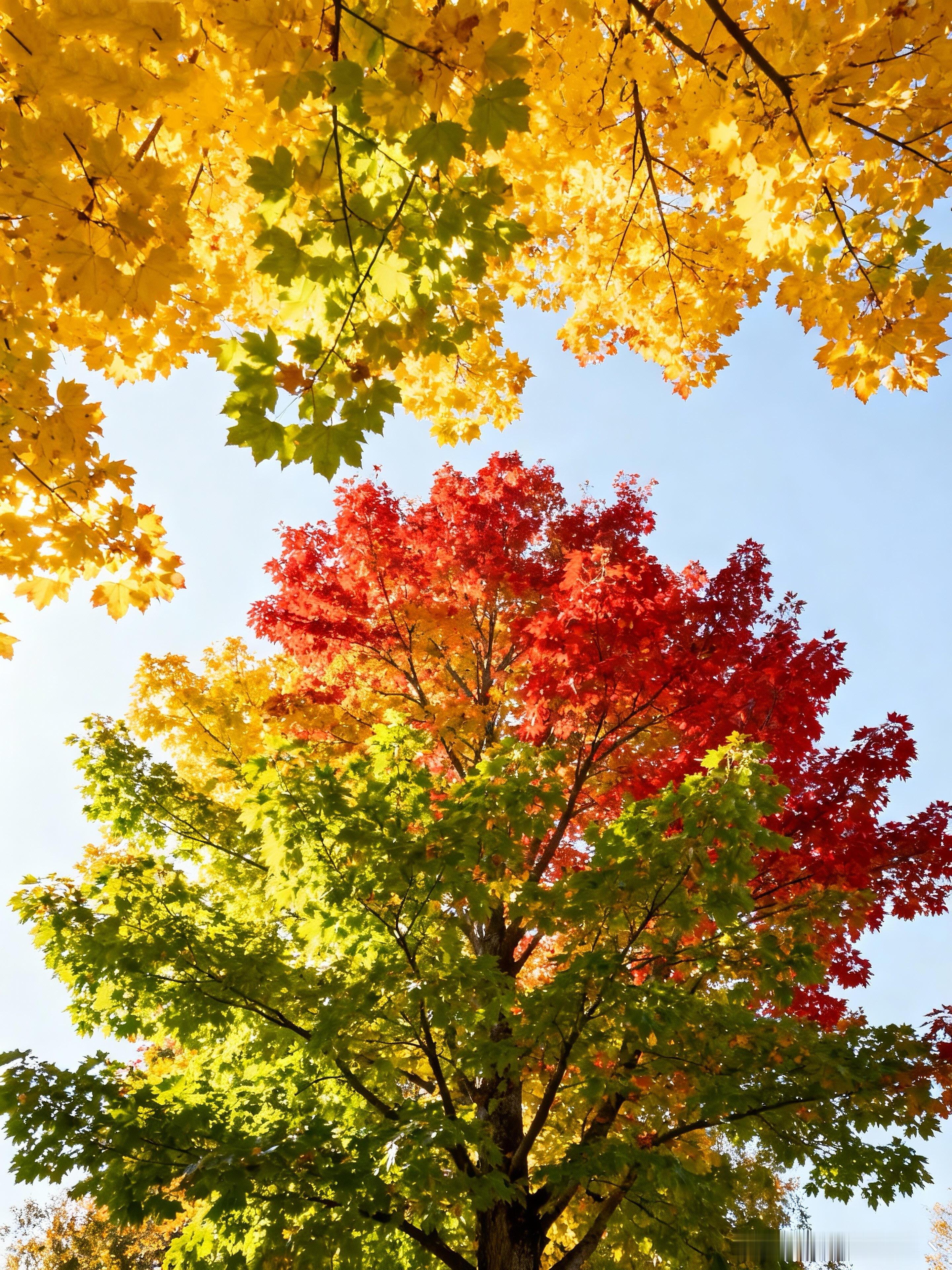 🍁大自然色彩，太治愈了！整个人都被眼前的色彩治愈了🍂黄、绿、红三种颜色在同一