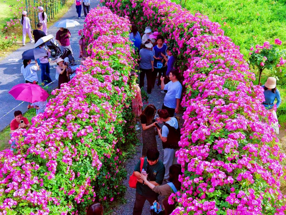 【金银湖月季园成网红打卡热地】最美人间四月天，金银湖月季花园迎来盛花期，成为当下