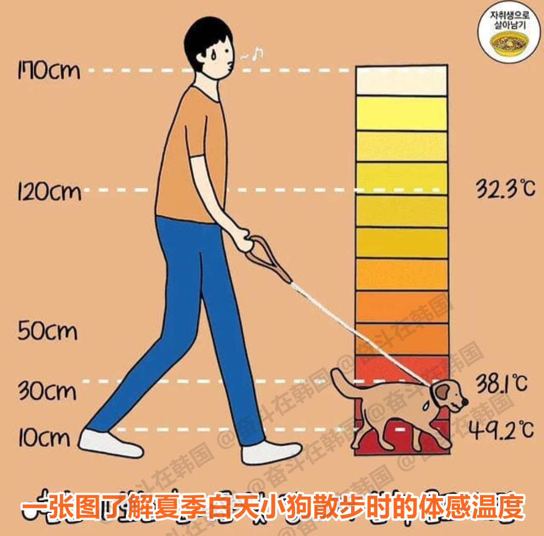 夏季遛狗时的注意事项 海外新鲜事热点现场 ​​​