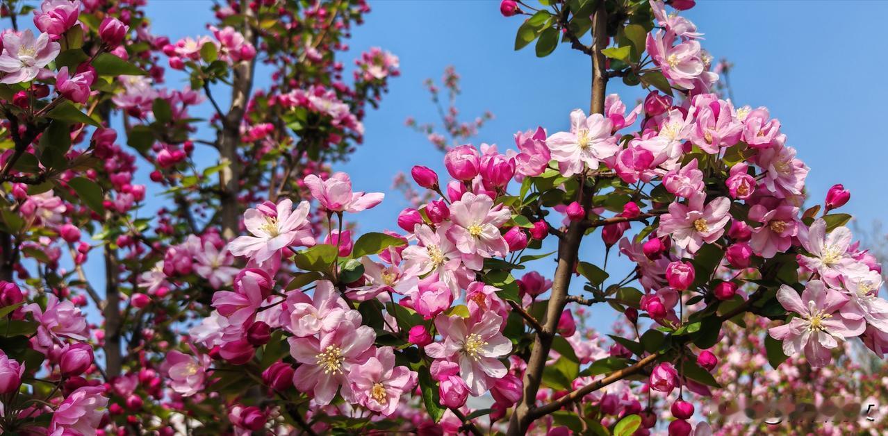 花园里的西府海棠，树梢上的美景。