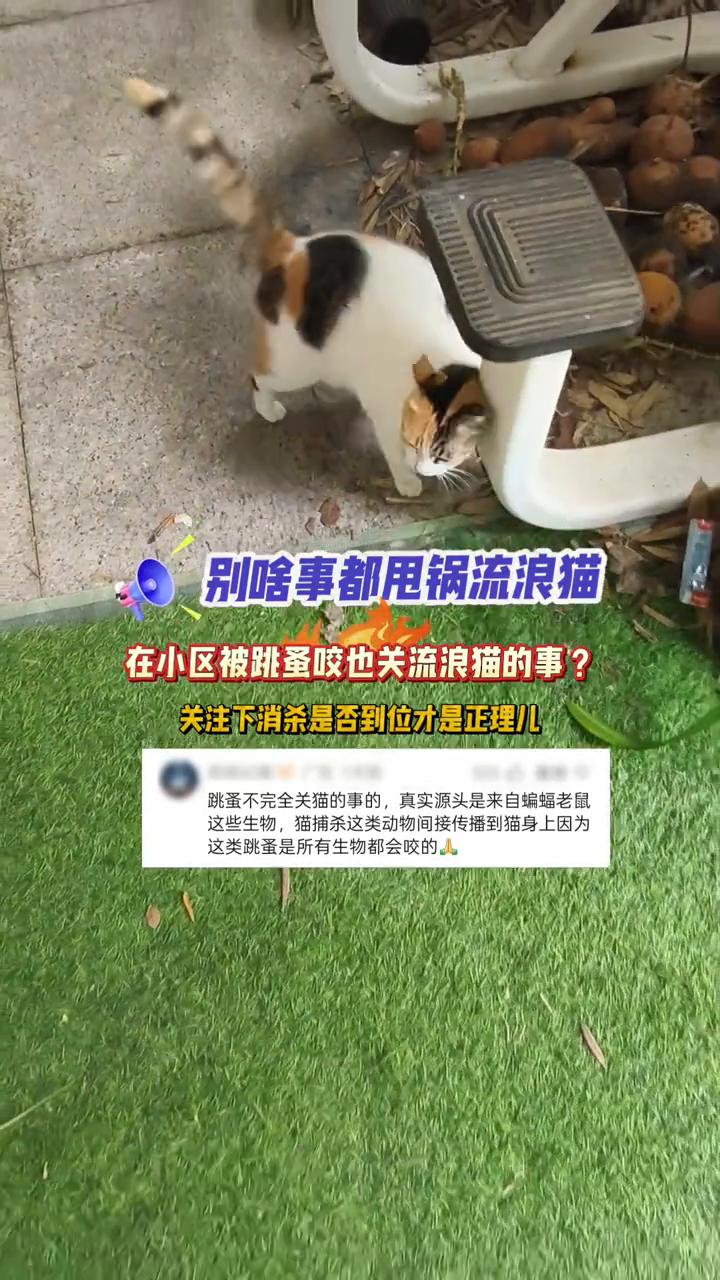 别啥事都甩锅流浪猫。
在小区被跳蚤咬也关流浪猫的事？关注下消杀是否到位才是正理儿