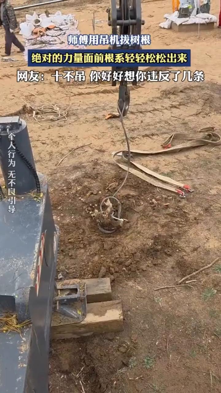 师傅用吊机拔树根，绝对的力量面前根系轻轻松松出来。
网友：十不吊你好好想你违反了