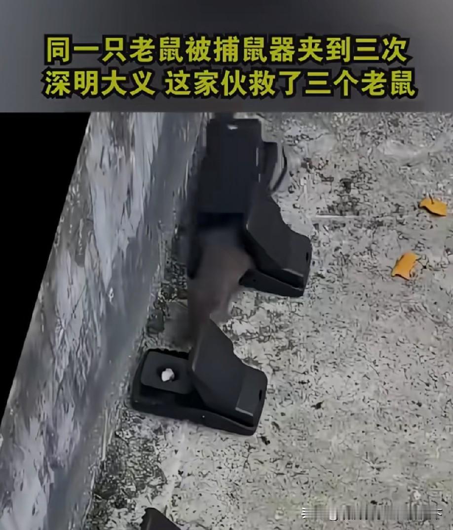 这么笨的老鼠不多了
我遇到的
怎么就都跟成精了似的

上次为了灭鼠
给馒头表面涂