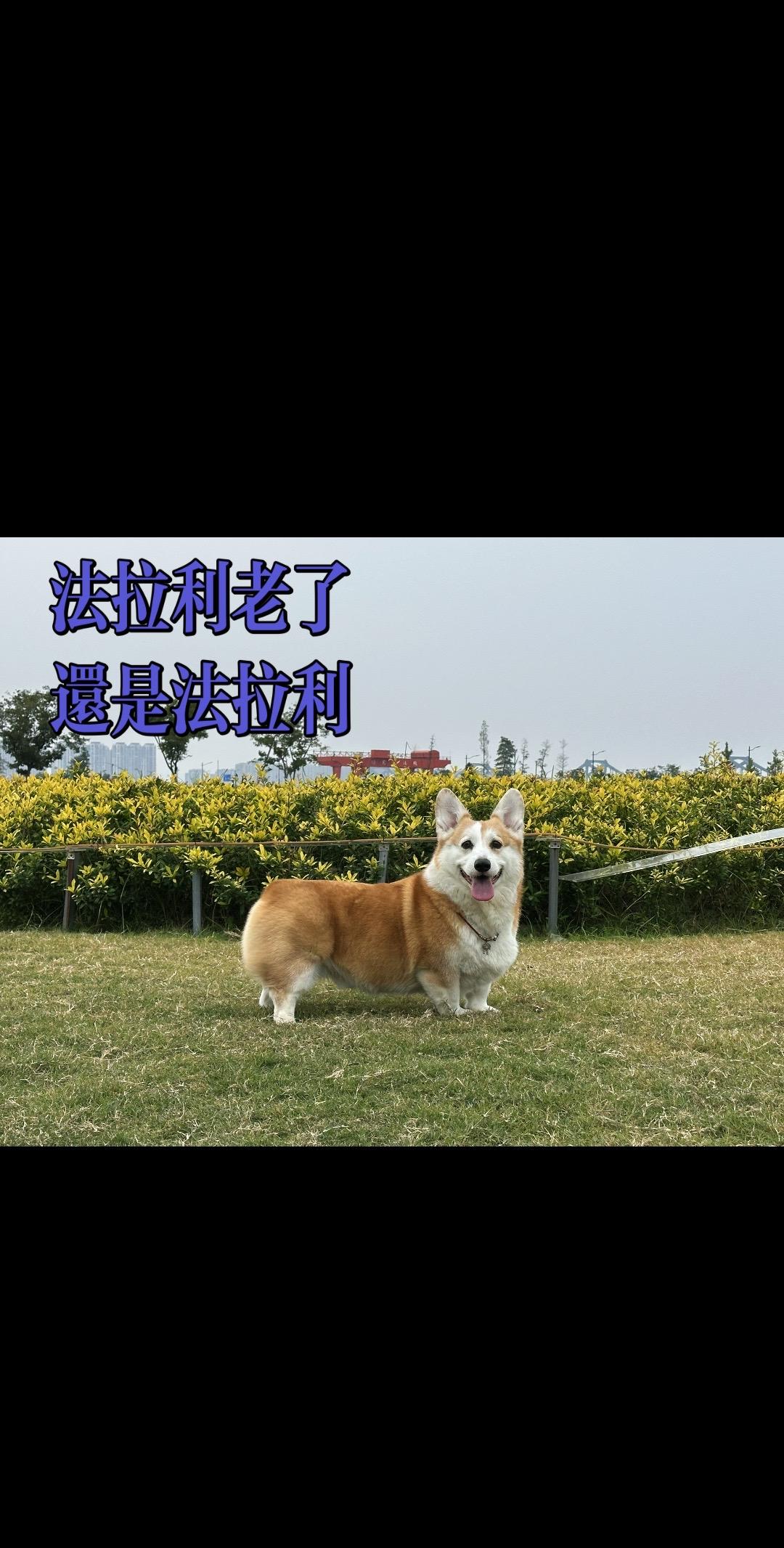 我的柯基有亿点帅。欢迎大家投稿