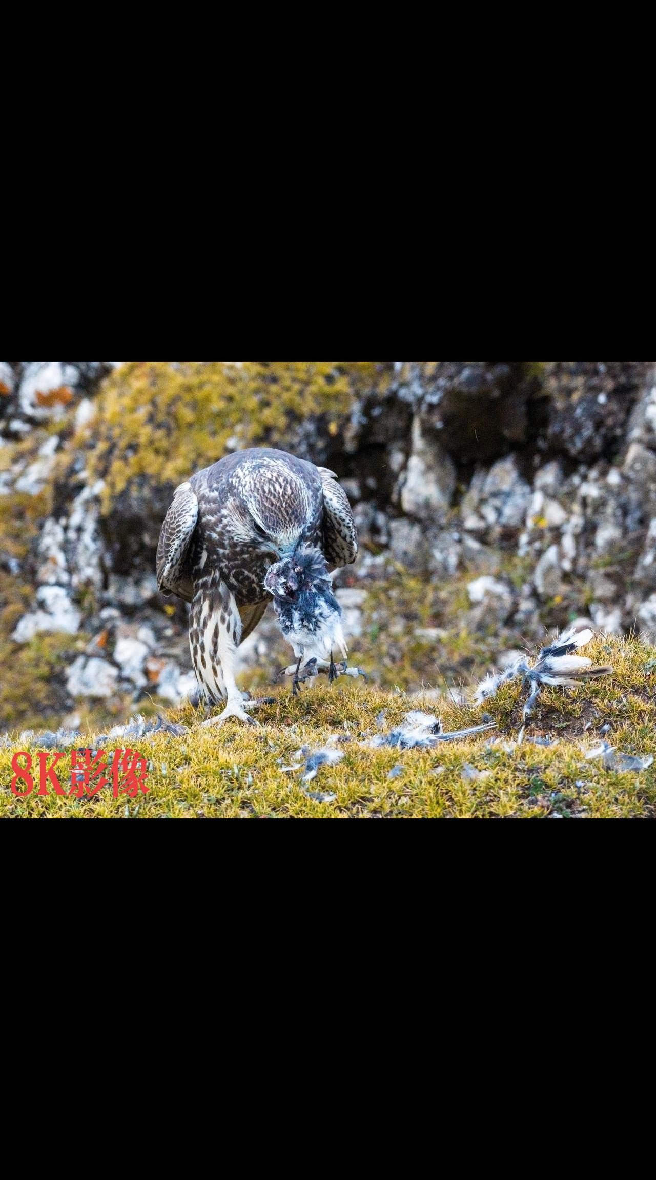 又是祁连山国家公园里的金秋时节，抗起相机，秋天的祁连山国家公园，美的让你心醉……