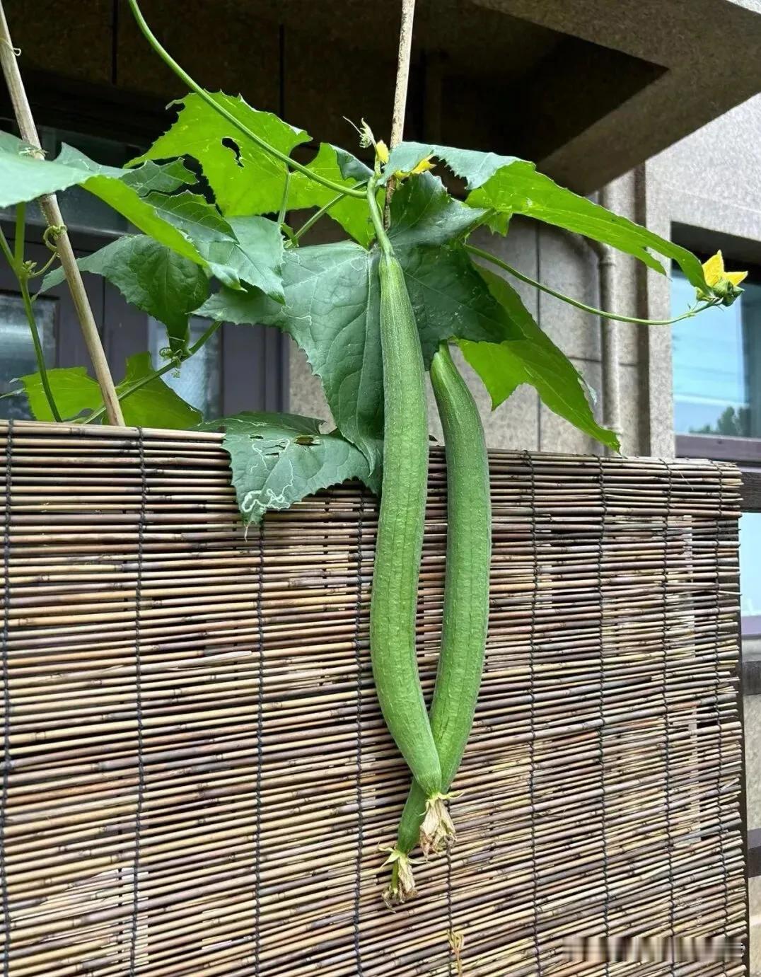 公园旁边有家面馆，开了多年了，生意一直很好。
昨天早上我和媳妇遛哒完后去吃面，一