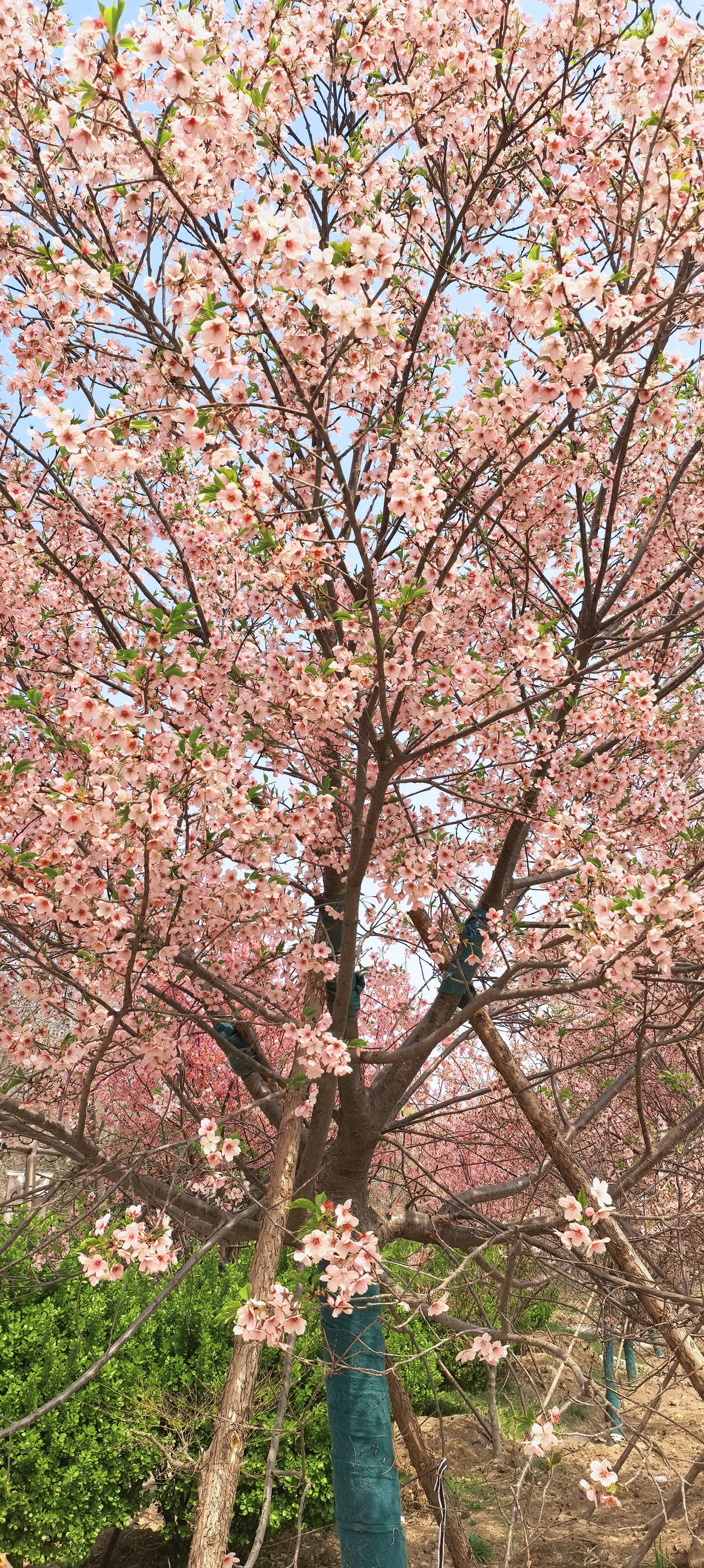 春有百花秋有月,夏有凉风冬有雪。若无闲事挂心头,便是人间好时节。

红树青山日欲