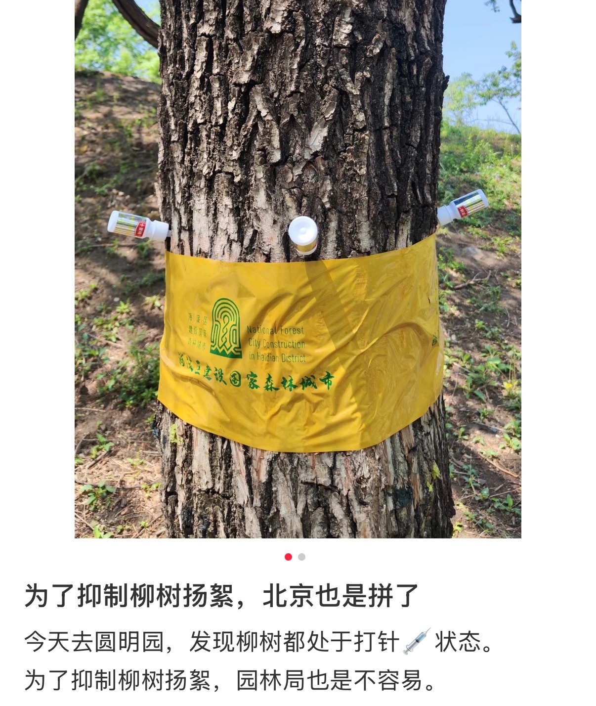 官方回应为什么不能把杨柳树都砍了刚到北京确实是很多柳絮，鼻子一下就不舒服。凡事看