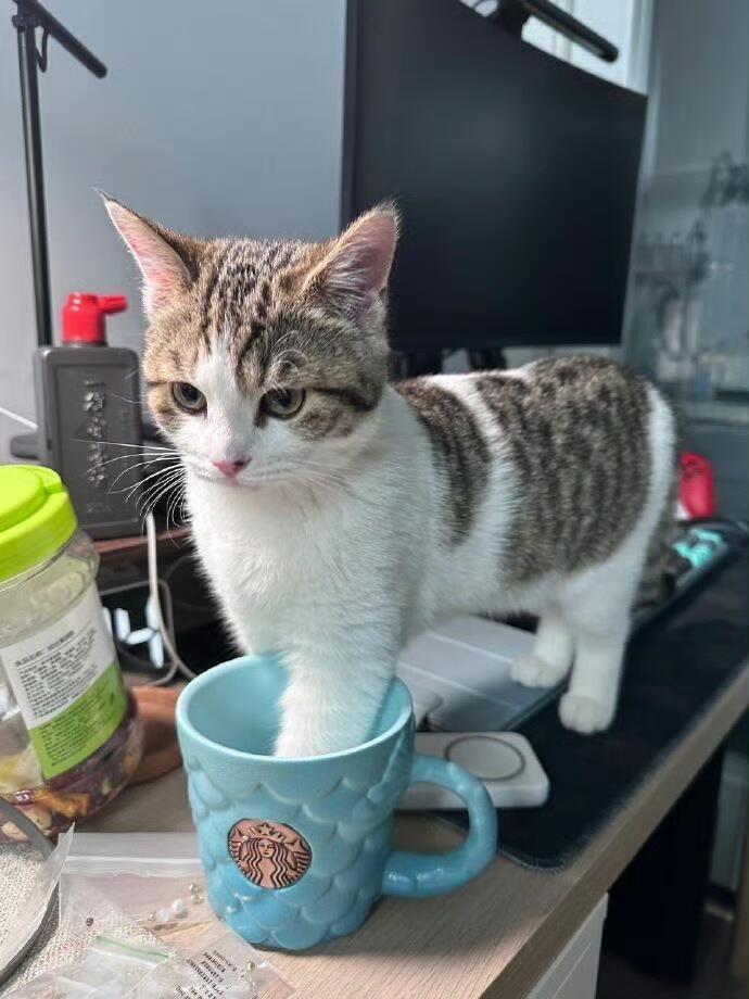 猫猫：请你喝洗脚水 