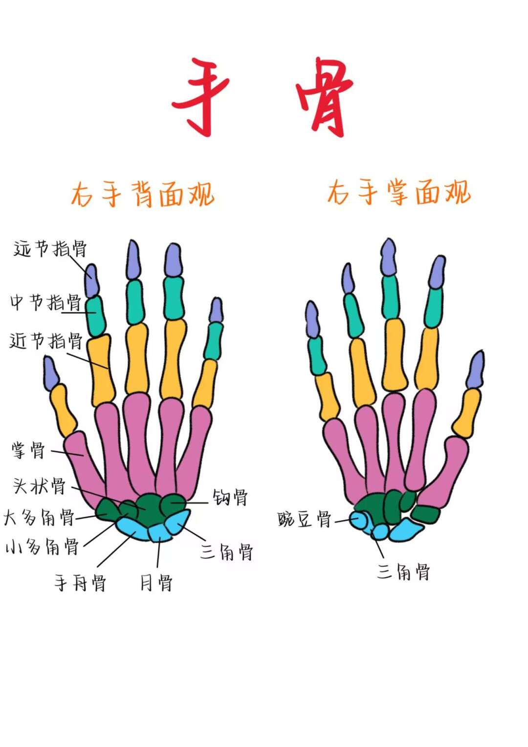 医学生笔记——手骨解剖图