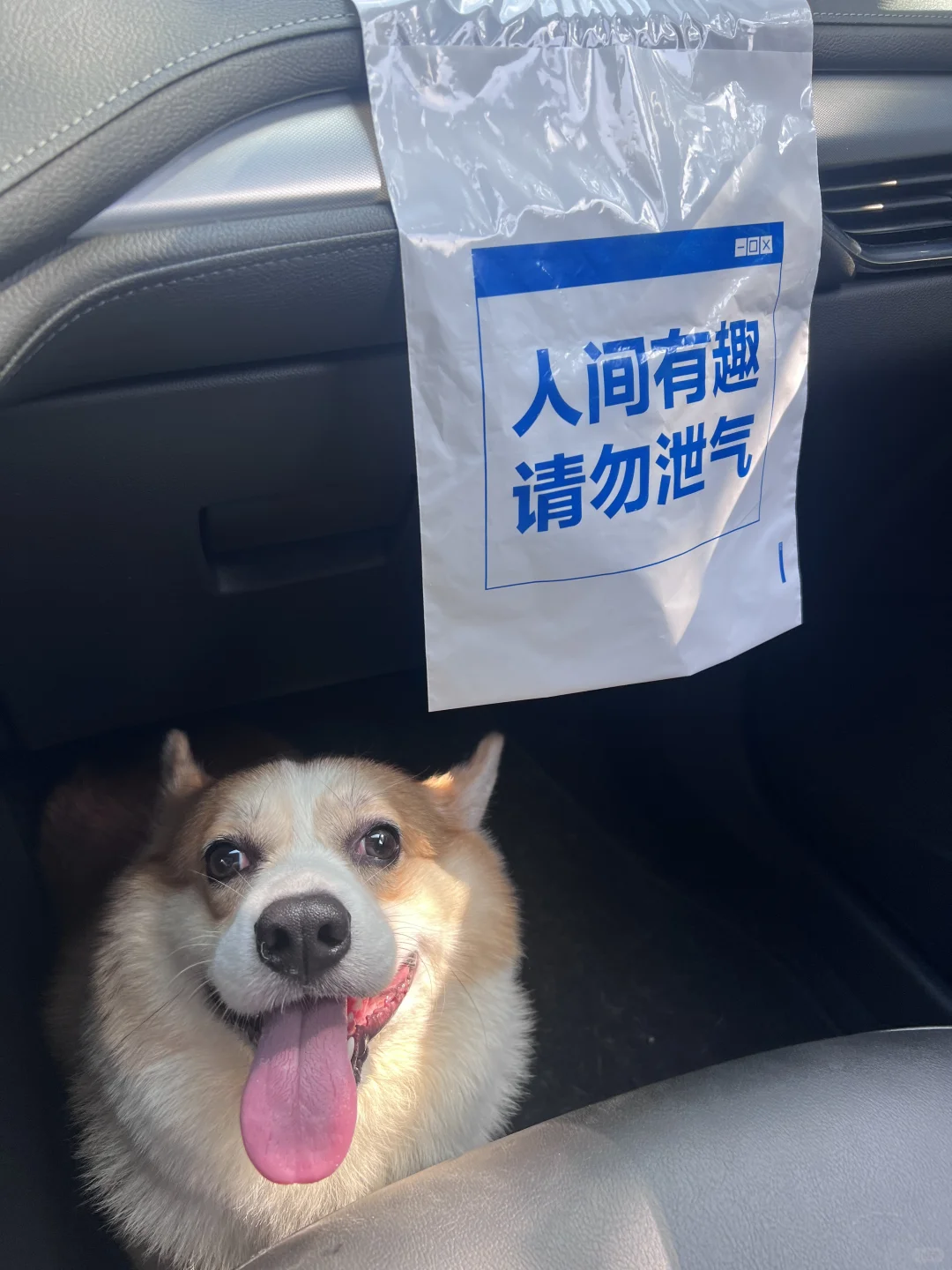 听说柯基的牧牛犬？