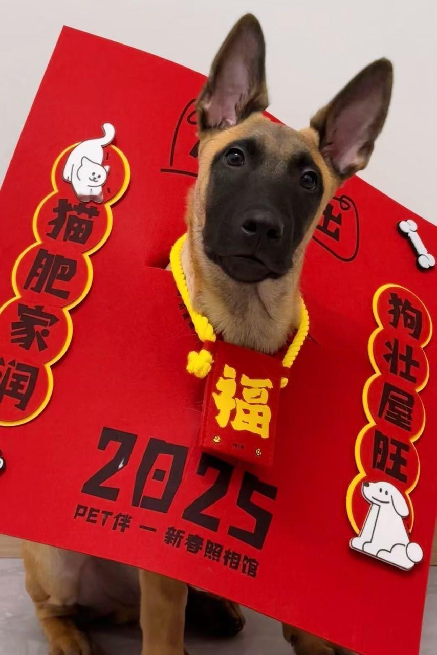 7825【马犬】24年黑皮体育生，网恋dd 