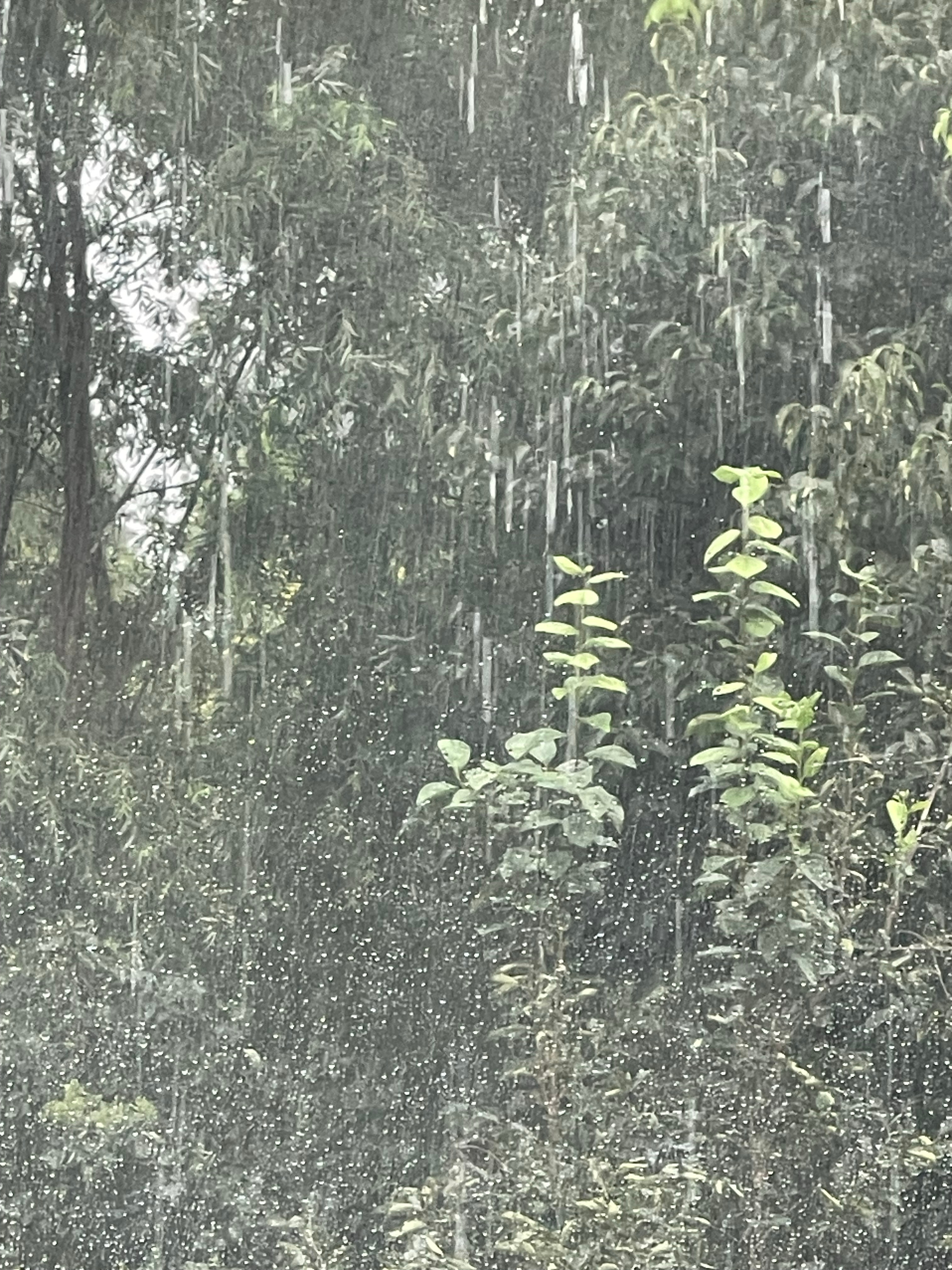 胖头莎昱_  下雨了🌧️ 