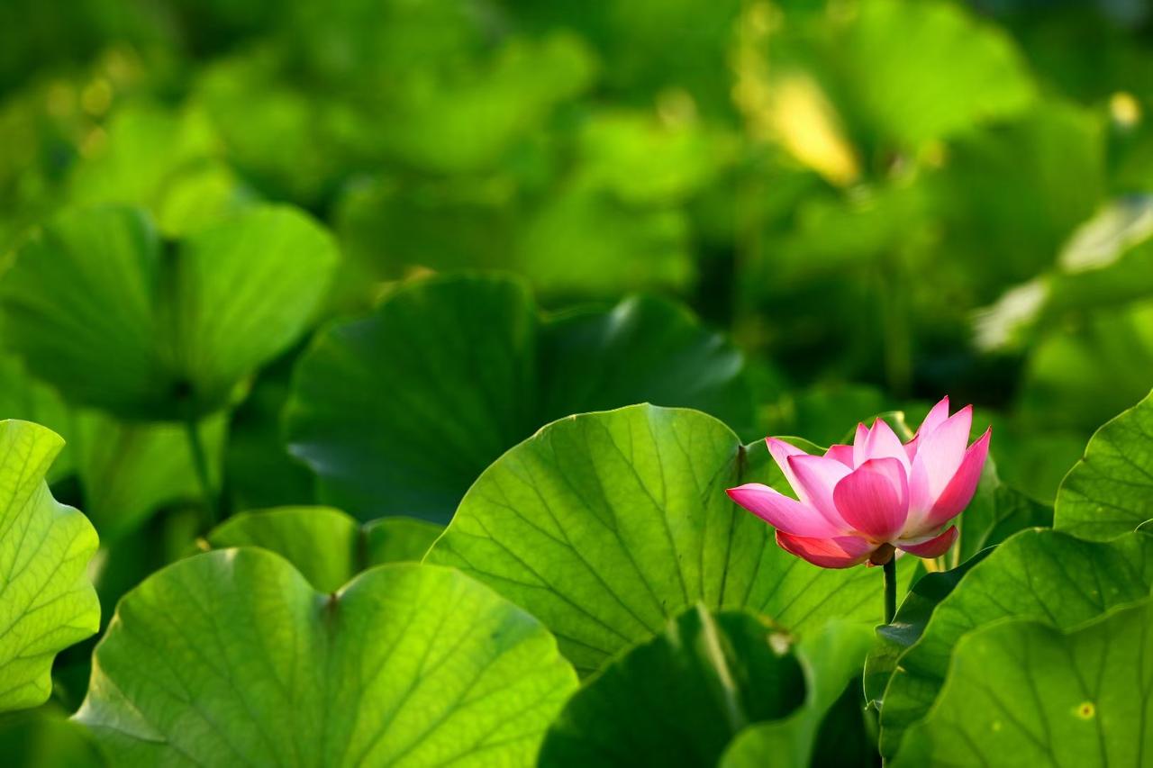 夏日荷花莲莲看夏日最美的风景，莫过于一池荷花。绿叶团团，粉花亭亭，荷风缓缓吹散暑